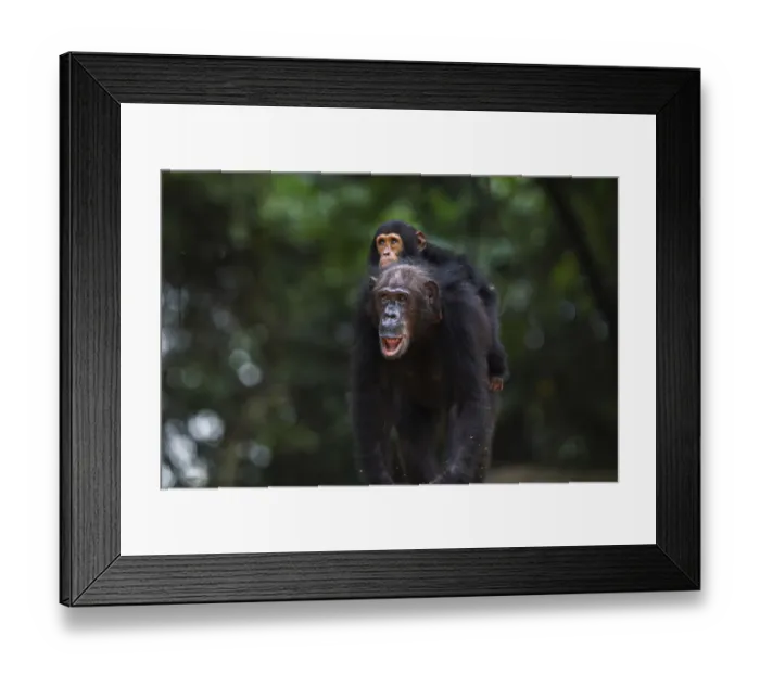 Framed Print : Eastern chimpanzee female Gremlin aged 42 years carrying her infant son Gizmo aged 3 years and 9 months on her back Framed Print : Eastern chimpanzee female Gremlin aged 42 years carrying her infant son Gizmo aged 3 years and 9 months on her back