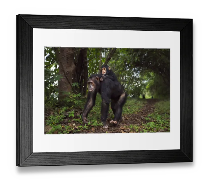 Framed Print : Eastern chimpanzee female Golden aged 15 years carrying her infant daughter Glamour aged 21 months on her back Framed Print : Eastern chimpanzee female Golden aged 15 years carrying her infant daughter Glamour aged 21 months on her back