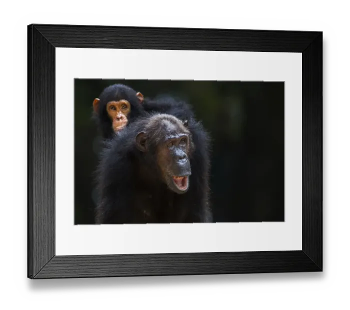 Framed Print : Eastern chimpanzee female Gremlin aged 42 years carrying her infant son Gizmo aged 3 years and 9 months on her back Framed Print : Eastern chimpanzee female Gremlin aged 42 years carrying her infant son Gizmo aged 3 years and 9 months on her back