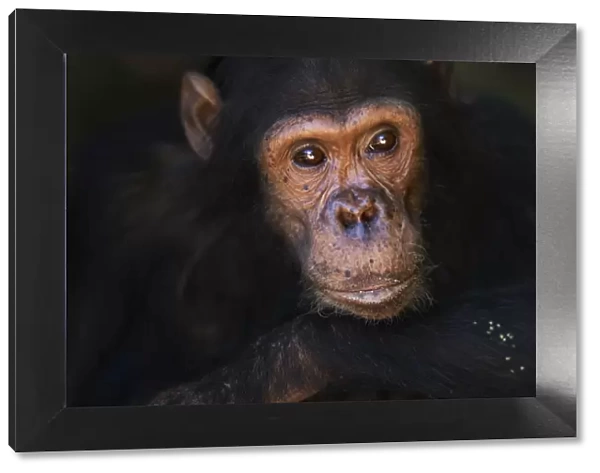 Eastern chimpanzee juvenile male Gimli aged 9 years portrait