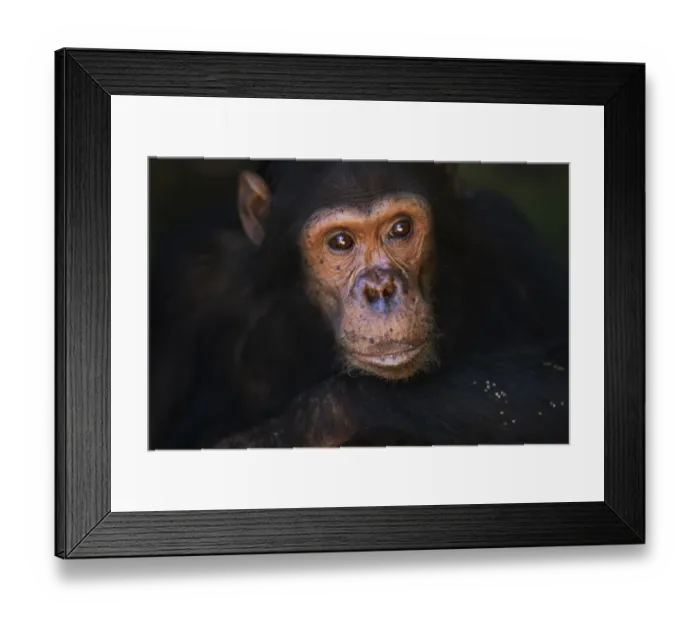 Framed Print : Eastern chimpanzee juvenile male Gimli aged 9 years portrait Framed Print : Eastern chimpanzee juvenile male Gimli aged 9 years portrait