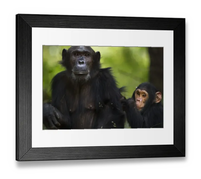 Framed Print : Eastern chimpanzee female Gaia aged 20 years with her son Google aged 4 years Framed Print : Eastern chimpanzee female Gaia aged 20 years with her son Google aged 4 years