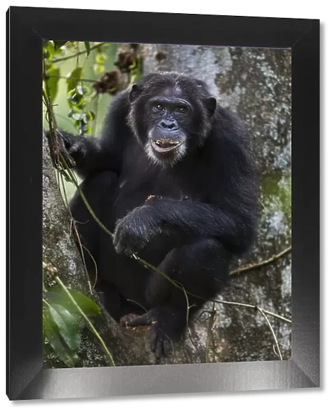 Eastern chimpanzee female Dilly aged 27 years feeding on figs