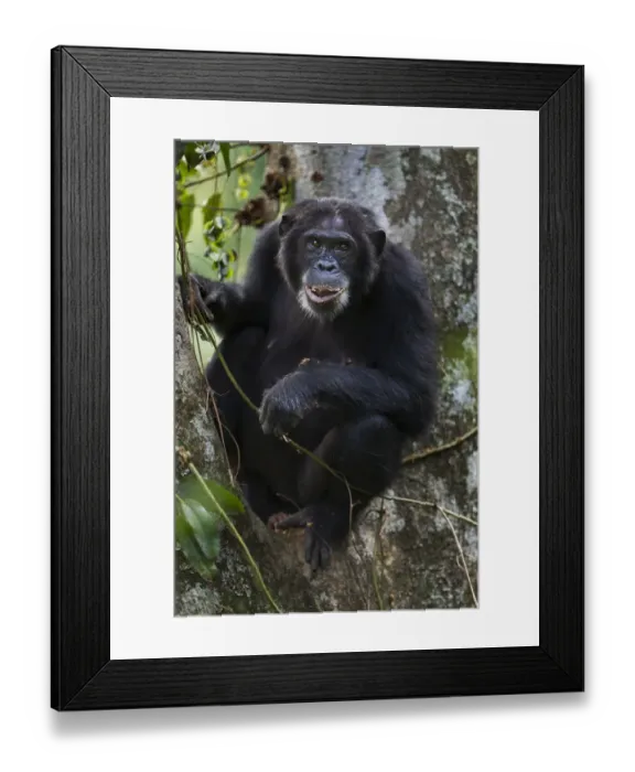Framed Print : Eastern chimpanzee female Dilly aged 27 years feeding on figs Framed Print : Eastern chimpanzee female Dilly aged 27 years feeding on figs