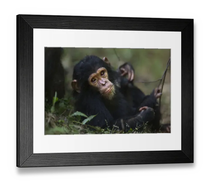 Framed Print : Eastern chimpanzee infant female Glamour aged 21 months resting on the forest floor