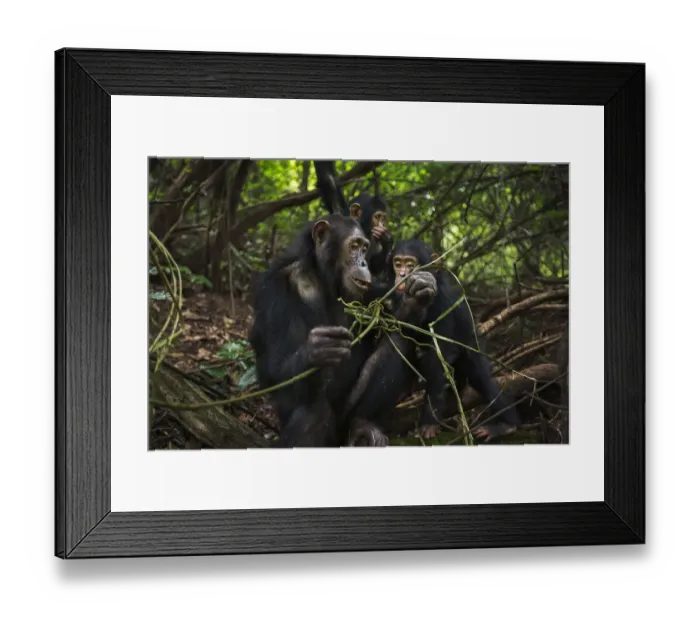 Framed Print : Eastern chimpanzee female Golden aged 15 years feeding on vines while her infant daughter Glamour aged 21 months plays and her brother Gizmo aged 3 years and 9 months watches Framed Print : Eastern chimpanzee female Golden aged 15 years feeding on vines while her infant daughter Glamour aged 21 months plays and her brother Gizmo aged 3 years and 9 months watches