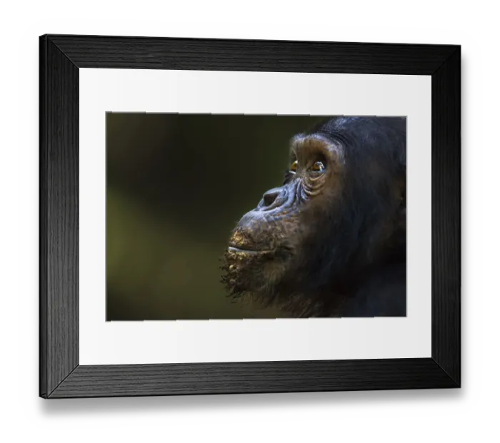 Framed Print : Eastern chimpanzee juvenile male Tom aged 12 years portrait Framed Print : Eastern chimpanzee juvenile male Tom aged 12 years portrait