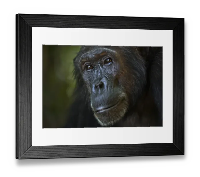 Framed Print : Eastern chimpanzee female Nasa aged 25 years portrait Framed Print : Eastern chimpanzee female Nasa aged 25 years portrait