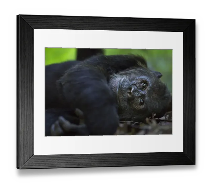 Framed Print : Eastern chimpanzee alpha male Ferdinand aged 20 years resting Framed Print : Eastern chimpanzee alpha male Ferdinand aged 20 years resting