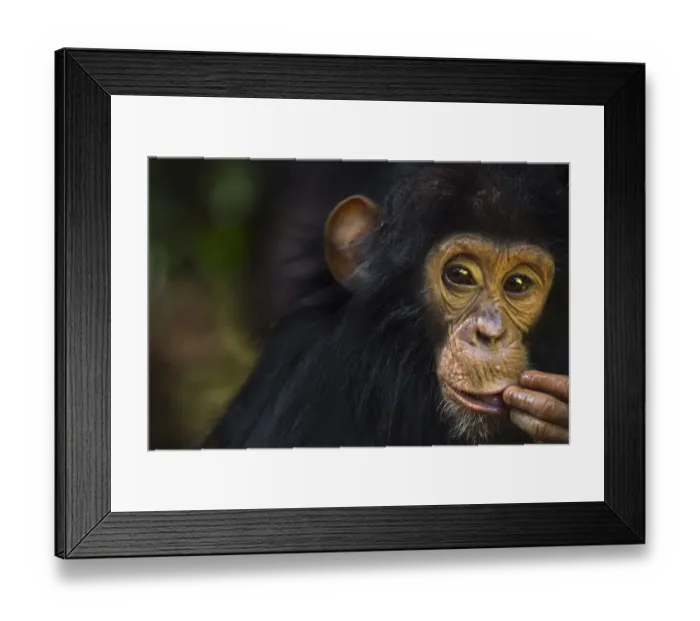 Framed Print : Eastern chimpanzee juvenile male Gizmo aged 3 years and 9 months portrait Framed Print : Eastern chimpanzee juvenile male Gizmo aged 3 years and 9 months portrait
