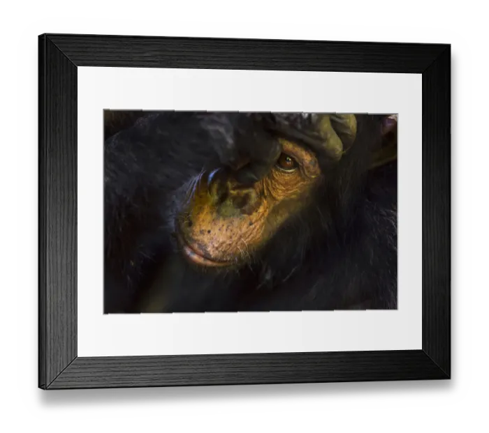 Framed Print : Eastern chimpanzee juvenile male Gimli aged 9 years being groomed - portrait Framed Print : Eastern chimpanzee juvenile male Gimli aged 9 years being groomed - portrait