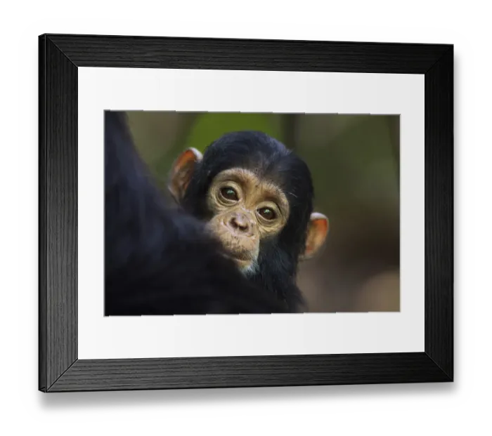 Framed Print : Eastern chimpanzee female baby Tarime aged 7 months peering from behind her mother
