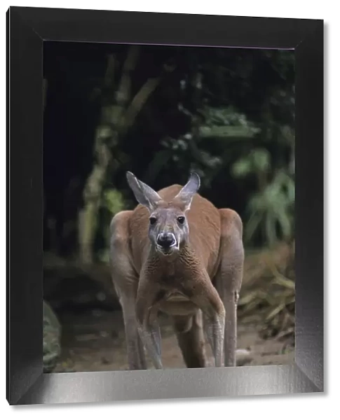 Red kangaroo (Macropus rufus) standing on all four, Australia