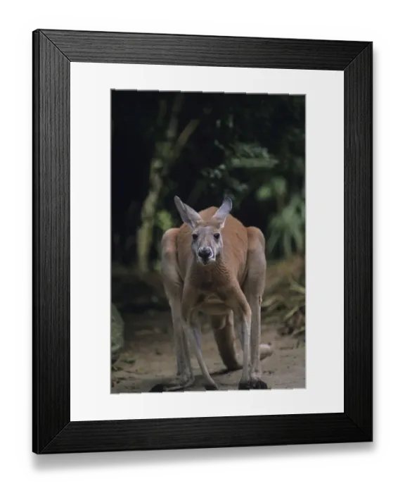 Framed Print : Red kangaroo (Macropus rufus) standing on all four, Australia Framed Print : Red kangaroo (Macropus rufus) standing on all four, Australia