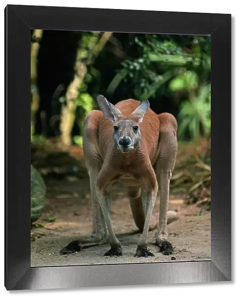 Antilopine kangaroo (Macropus antilopinus) standing, Australia