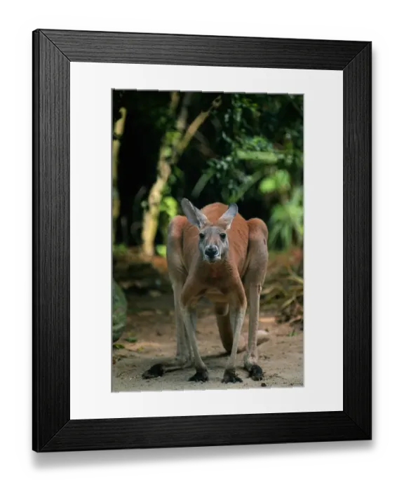 Framed Print : Antilopine kangaroo (Macropus antilopinus) standing, Australia Framed Print : Antilopine kangaroo (Macropus antilopinus) standing, Australia