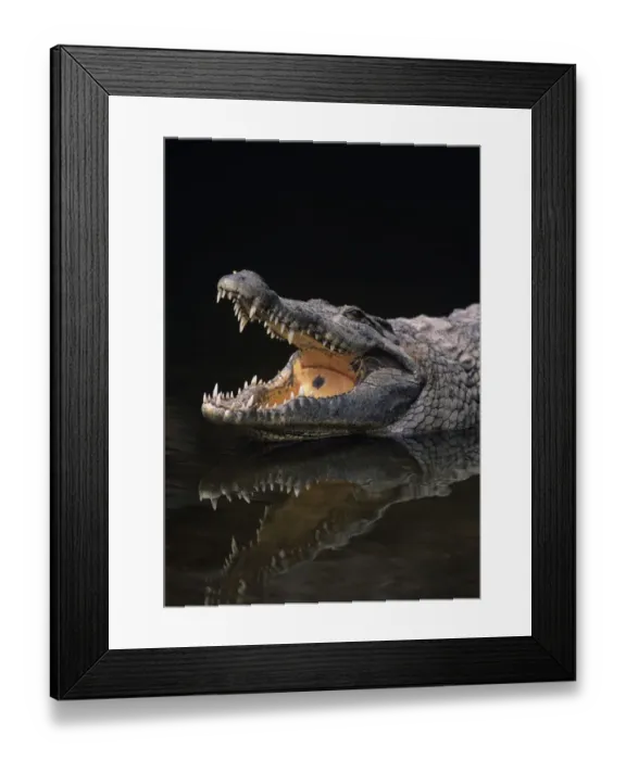 Framed Print : Nile crocodile (Crocodylus niliticus) standing in water with open jaws, Kenya Framed Print : Nile crocodile (Crocodylus niliticus) standing in water with open jaws, Kenya