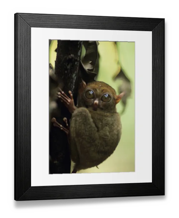 Framed Print : Spectacled tasier sitting on tree trunk, Asia, (Close-up) Framed Print : Spectacled tasier sitting on tree trunk, Asia, (Close-up)