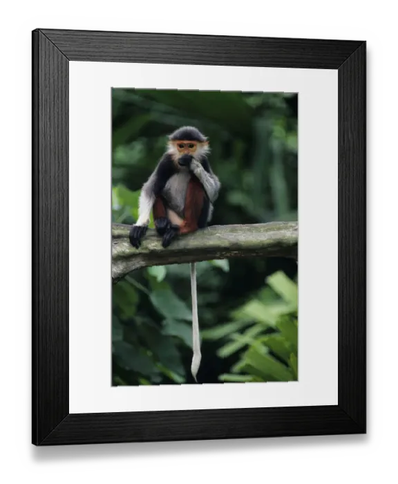 Framed Print : Douc langur (Pygathrix nemaeus) sitting on branch, eating Framed Print : Douc langur (Pygathrix nemaeus) sitting on branch, eating