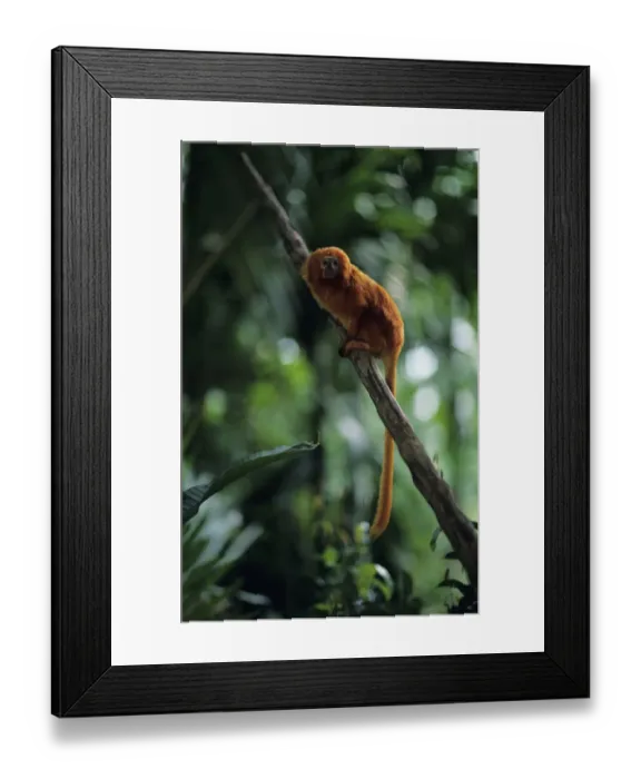 Framed Print : Golden lion tamarin (Leontopithecus rosalia) sitting on branch Framed Print : Golden lion tamarin (Leontopithecus rosalia) sitting on branch