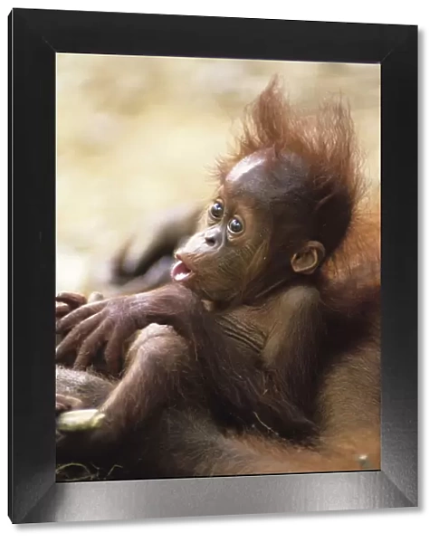 Orang-utan (Pongo pygmaeus) holding young, close-up, Gunung Leuser National Park, Indonesia