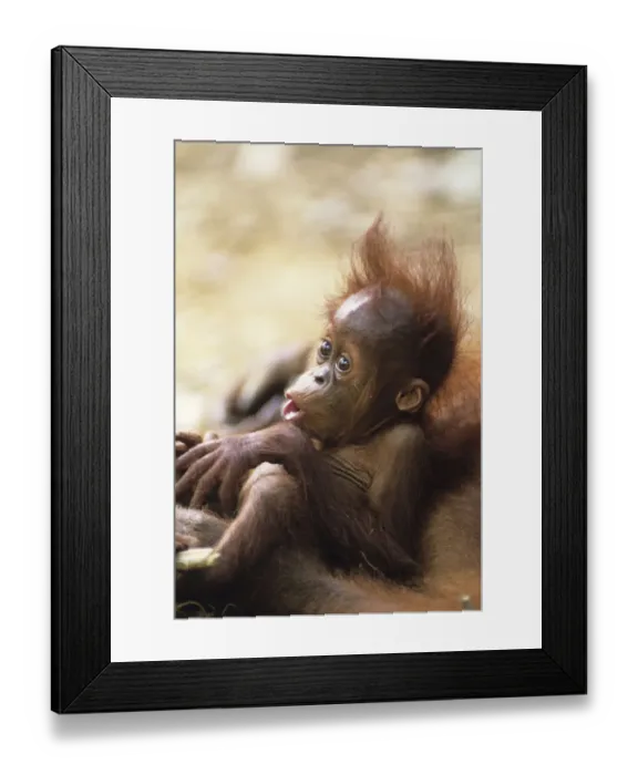 Framed Print : Orang-utan (Pongo pygmaeus) holding young, close-up, Gunung Leuser National Park, Indonesia