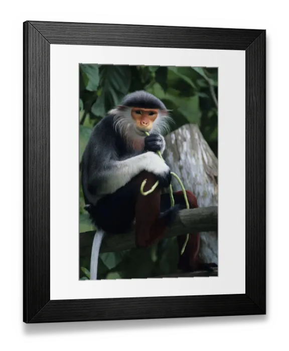 Framed Print : Douc langur (Pygathrix nemaeus) sitting on branch, eating, close-up Framed Print : Douc langur (Pygathrix nemaeus) sitting on branch, eating, close-up