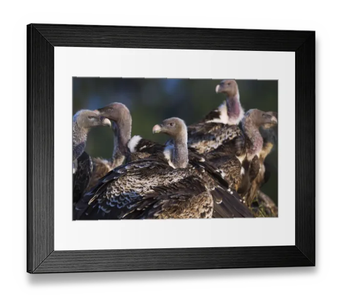 Framed Print : White-backed vultures Framed Print : White-backed vultures