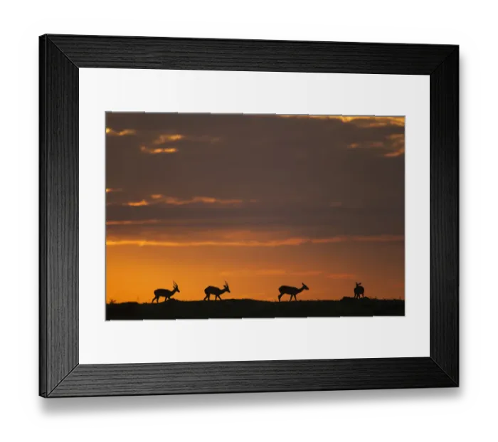 Framed Print : Impala at sunrise Framed Print : Impala at sunrise