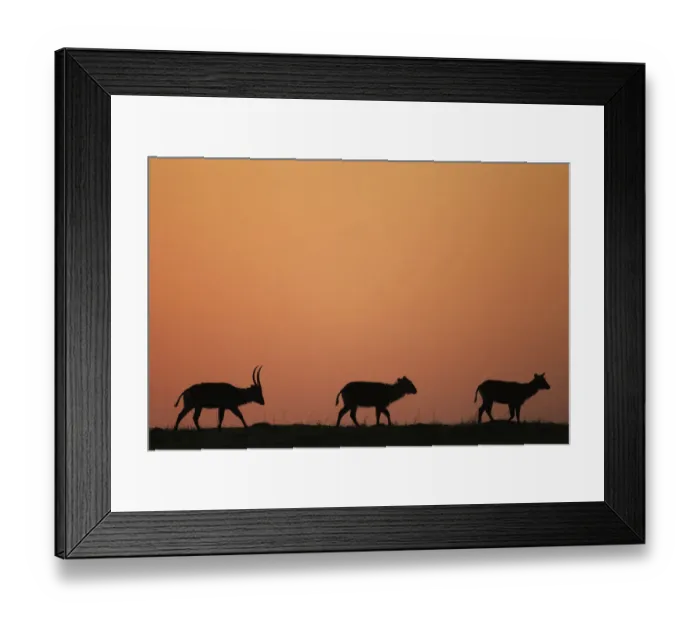 Framed Print : Defassa waterbuck at sunrise Framed Print : Defassa waterbuck at sunrise