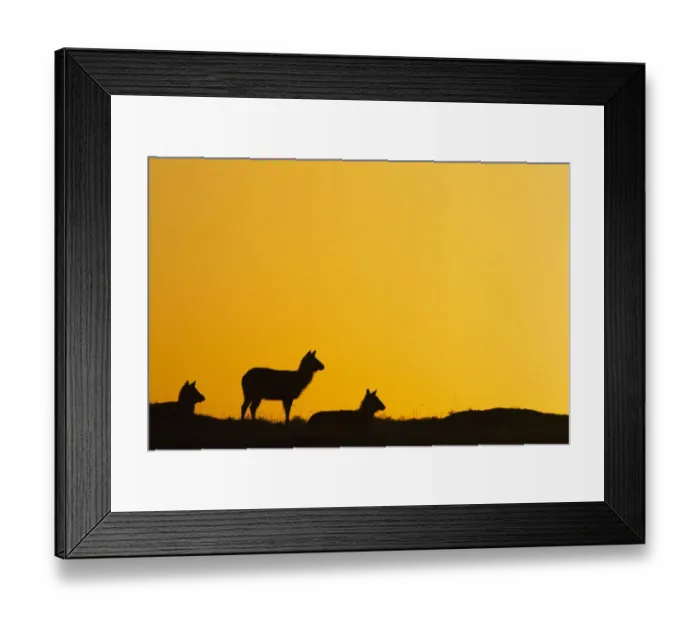 Framed Print : Defassa waterbuck females at sunrise