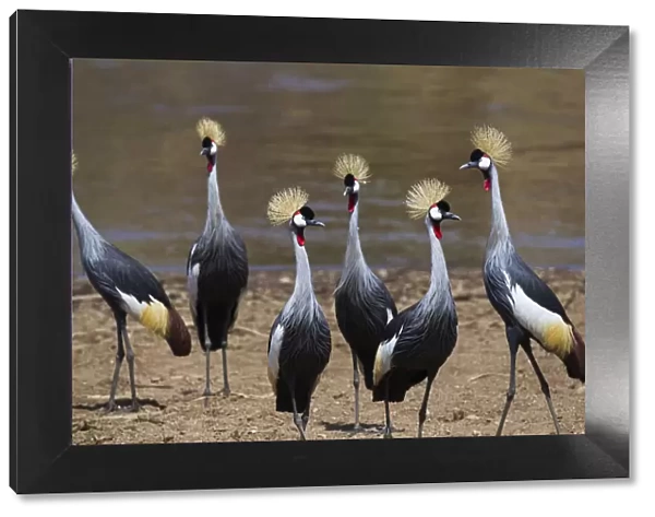 Grey crowned-cranes on the bank of the Mara River