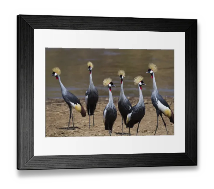 Framed Print : Grey crowned-cranes on the bank of the Mara River Framed Print : Grey crowned-cranes on the bank of the Mara River