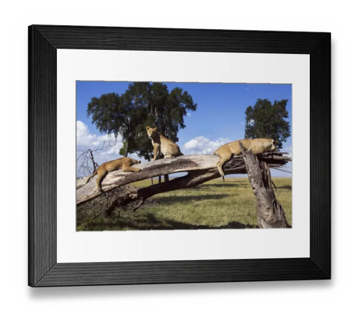 Framed Print : Lions resting on a fallen tree