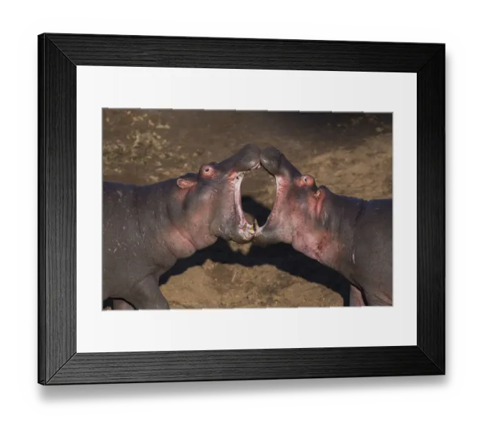 Framed Print : Hippopotamuses sparring Framed Print : Hippopotamuses sparring