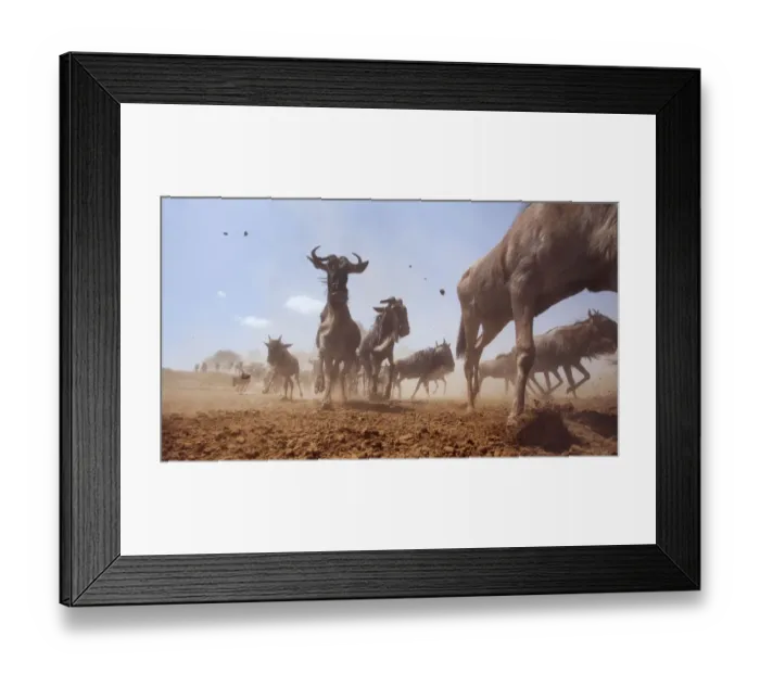 Framed Print : Eastern White-bearded Wildebeest herd on the move Framed Print : Eastern White-bearded Wildebeest herd on the move