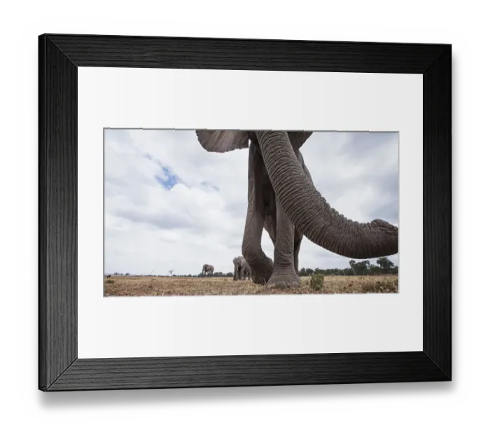 Framed Print : African elephant approaching with curiosity Framed Print : African elephant approaching with curiosity
