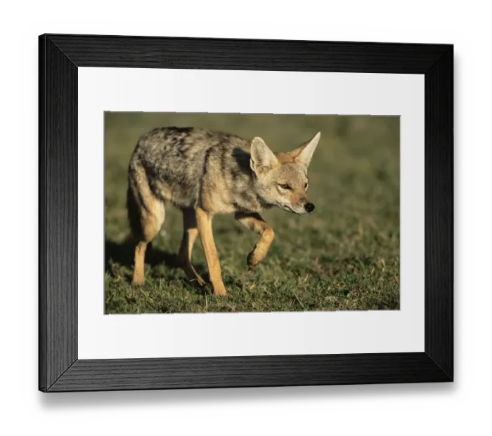 Framed Print : Golden jackal (Canis aureus) stalking Framed Print : Golden jackal (Canis aureus) stalking