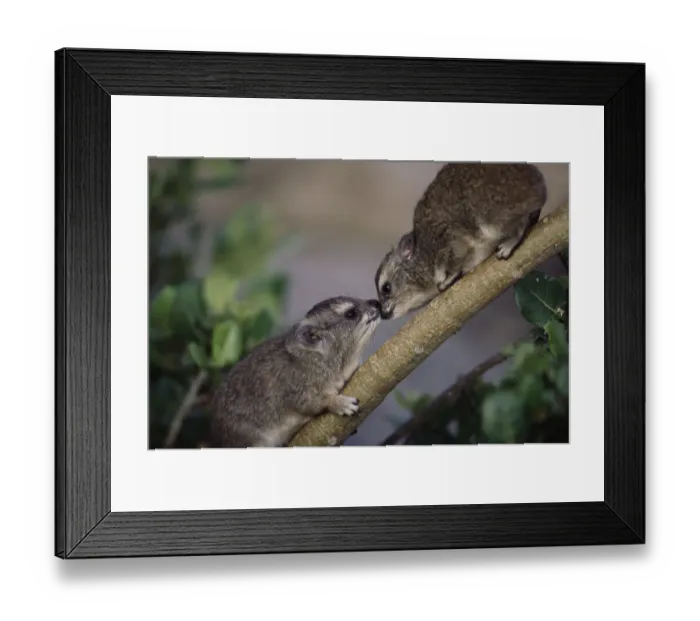 Framed Print : Two Rock Hyrax greeting each other on branch, close-up Framed Print : Two Rock Hyrax greeting each other on branch, close-up
