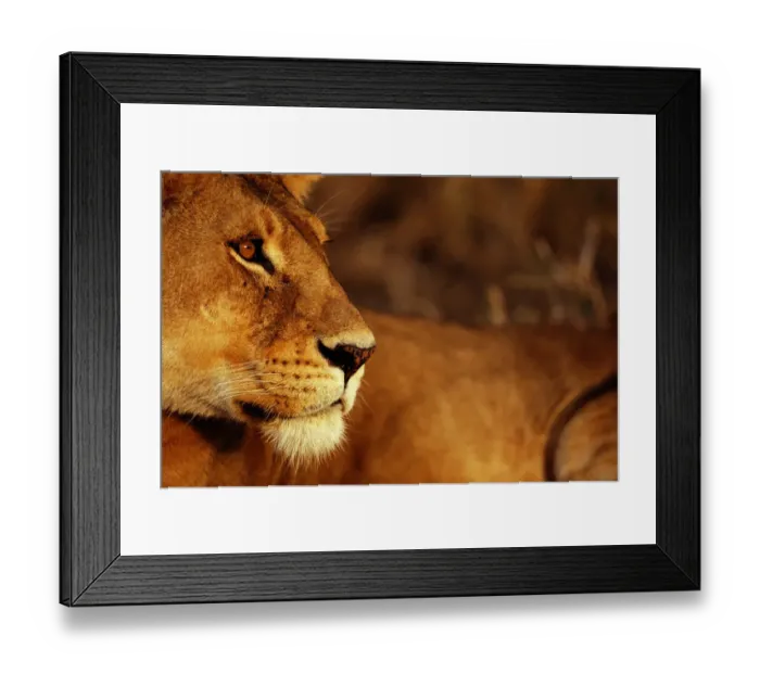 Framed Print : Lion (Panthera leo), close-up Framed Print : Lion (Panthera leo), close-up