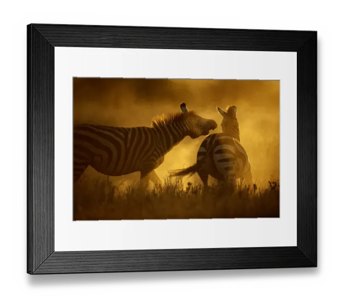 Framed Print : Two Burchells zebra (Equus burchelli) fighting Framed Print : Two Burchells zebra (Equus burchelli) fighting