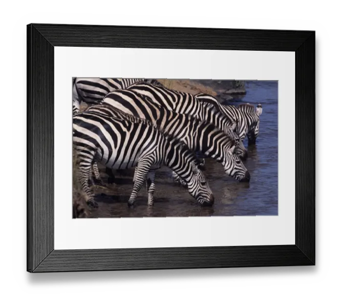 Framed Print : Anup Shah Wildlife Photography Framed Print : Anup Shah Wildlife Photography