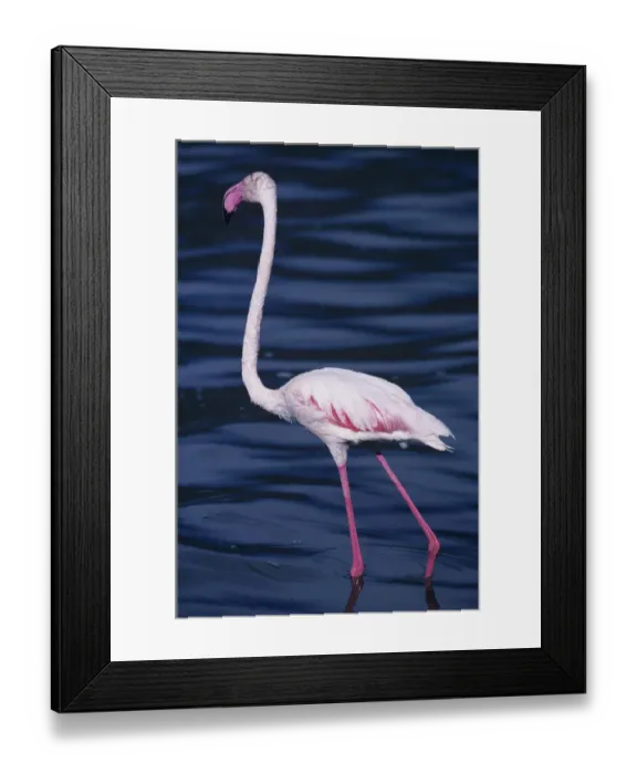 Framed Print : Greater flamingo (Phoenicopterus ruber) paddling in water, Lake Bogoria, Kenya Framed Print : Greater flamingo (Phoenicopterus ruber) paddling in water, Lake Bogoria, Kenya