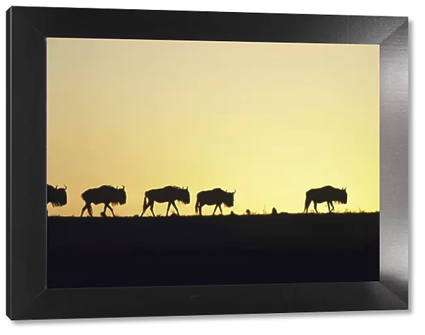 Herd of wildebeest (Connochaetes taurinus) at sunset, Kenya