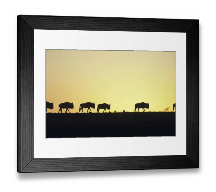 Framed Print : Herd of wildebeest (Connochaetes taurinus) at sunset, Kenya Framed Print : Herd of wildebeest (Connochaetes taurinus) at sunset, Kenya