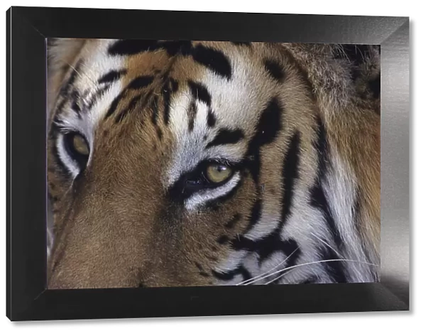 Tiger (Panthera tigris), close-up of head, Rajasthan, India