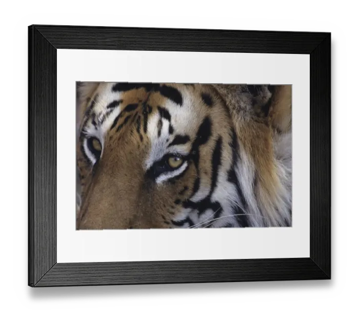 Framed Print : Tiger (Panthera tigris), close-up of head, Rajasthan, India Framed Print : Tiger (Panthera tigris), close-up of head, Rajasthan, India
