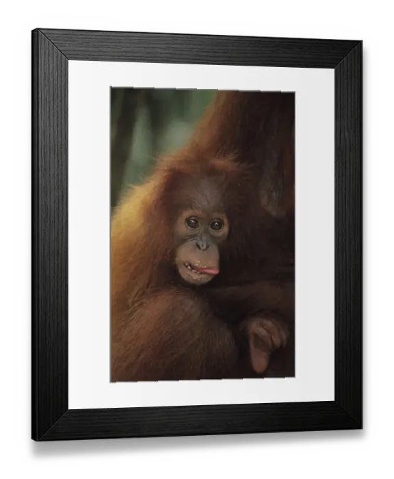 Framed Print : Orang-utan (Pongo pygmaeus) holding young, Gunung Leuser National Park, Indonesia Framed Print : Orang-utan (Pongo pygmaeus) holding young, Gunung Leuser National Park, Indonesia