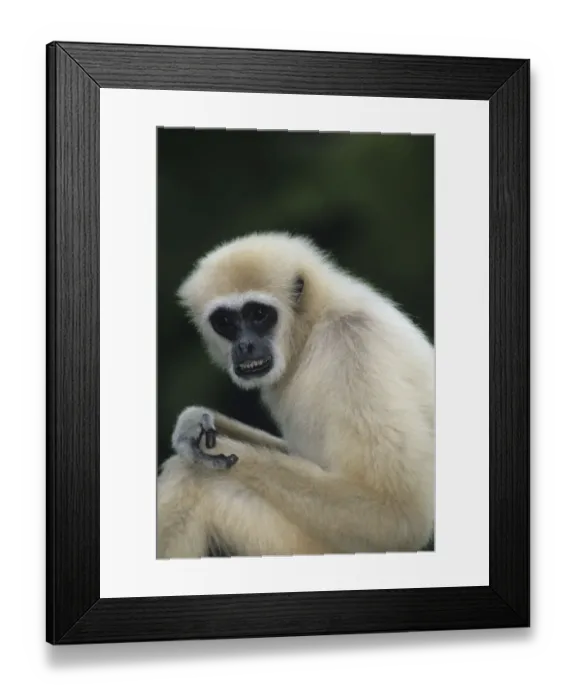 Framed Print : White-handed gibbon (Hylobates lar) sitting outdoors, Gunung Leuser National Park, Indonesia Framed Print : White-handed gibbon (Hylobates lar) sitting outdoors, Gunung Leuser National Park, Indonesia