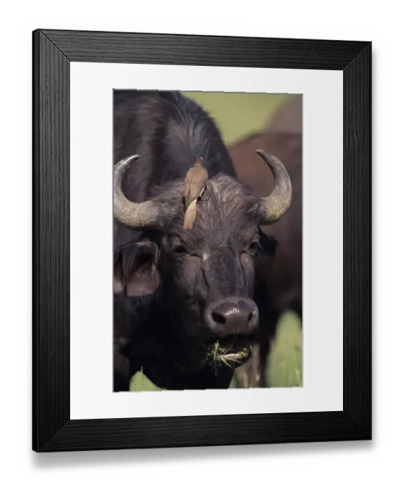 Framed Print : Cape buffalo (Syncerus caffer) with bird on head, Kenya